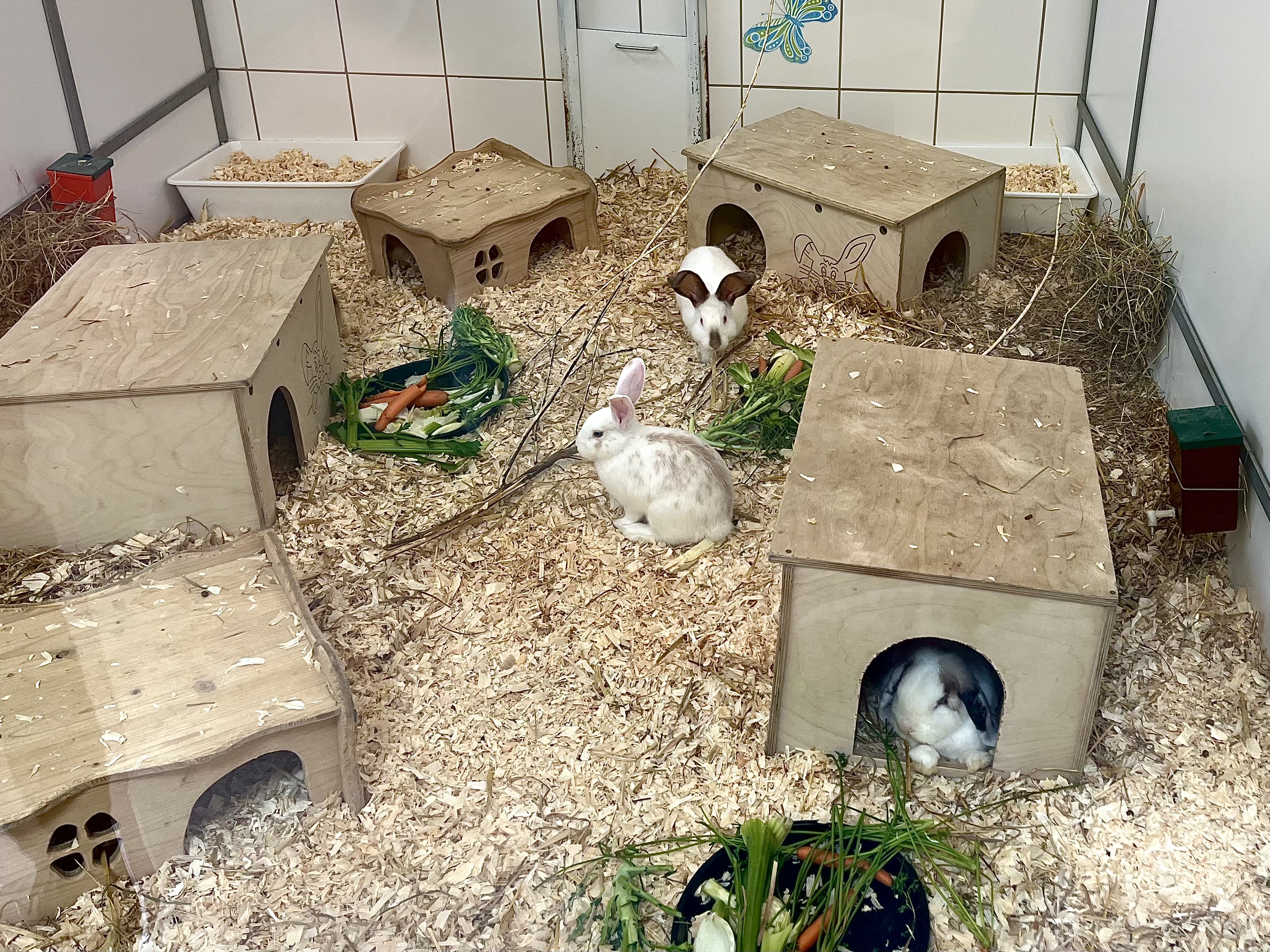 Rückblick KinderSonntag im August: Kaninchen & Co.